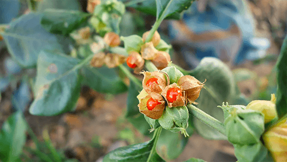 Ashwagandha Ingredientes RecupePlus