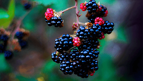 Moras -ingrediente RecupePlus
