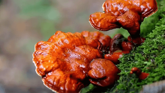 Suplementos con hongos Reishi en Costa Rica